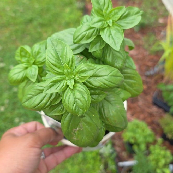 Sweet Basil