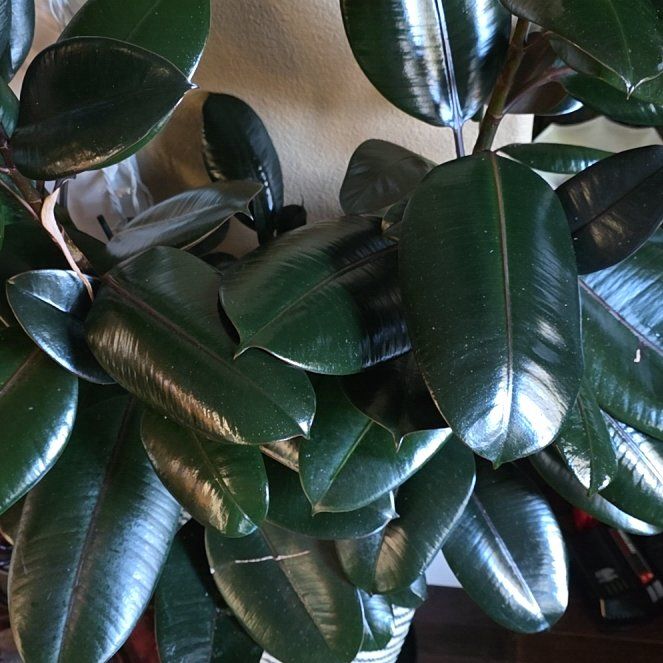 Rubber Plant