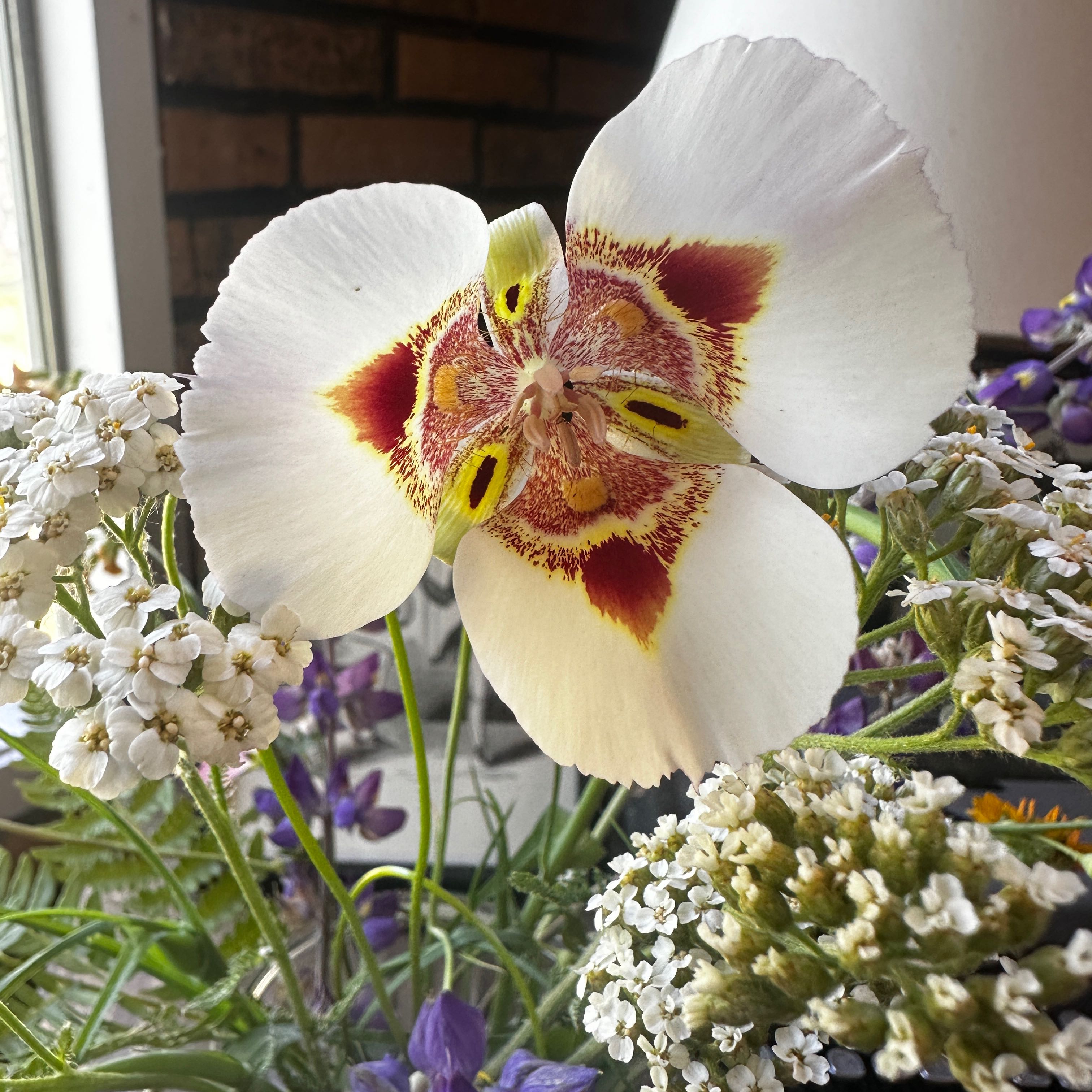 Sego Lily