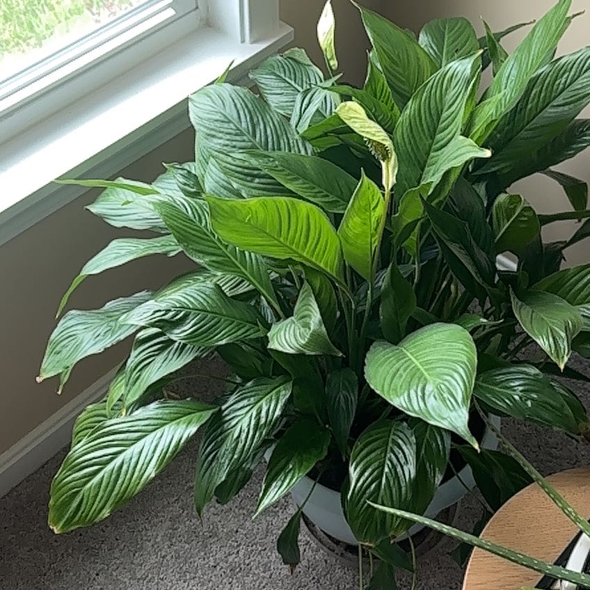 Peace Lily