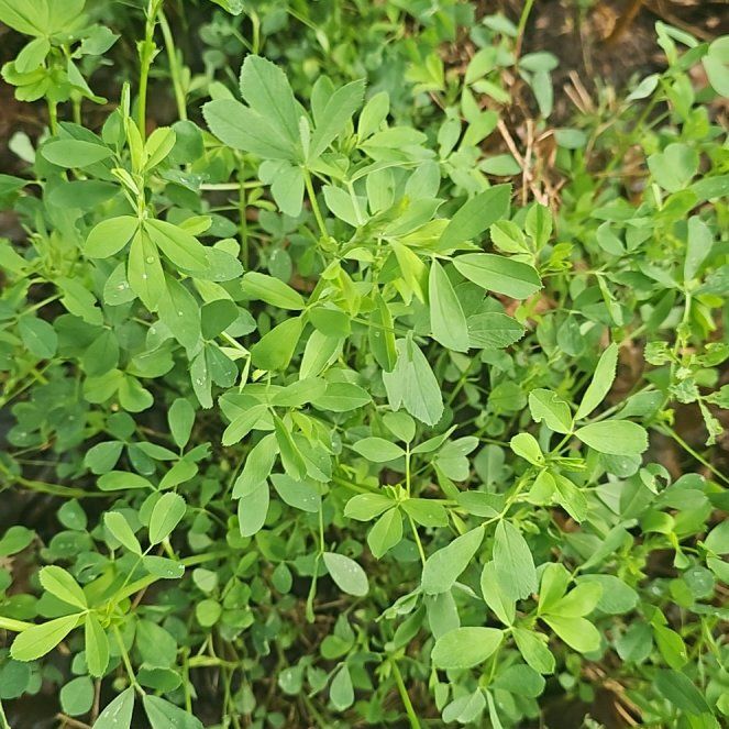 Alfalfa