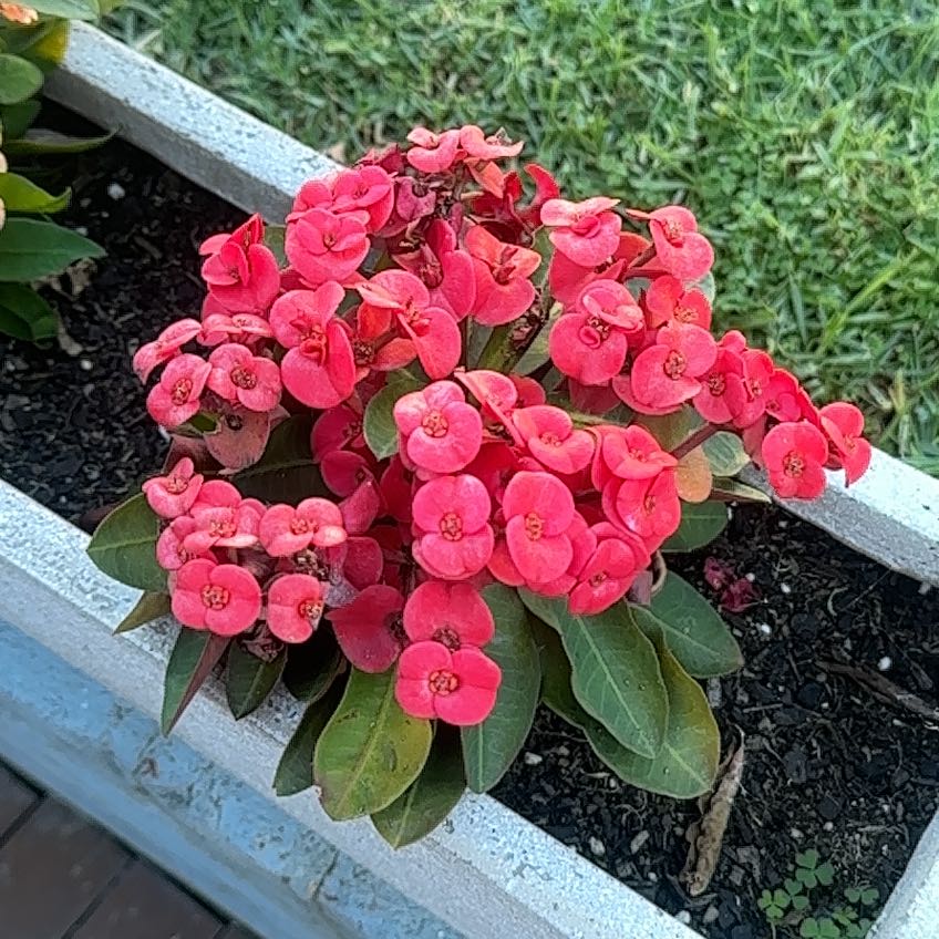 Crown of Thorns