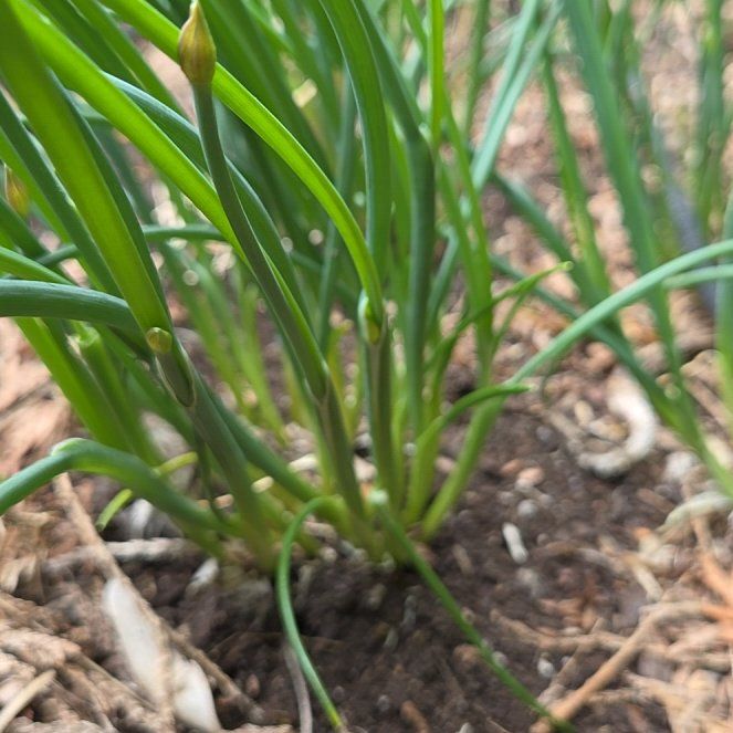 Wild Chives