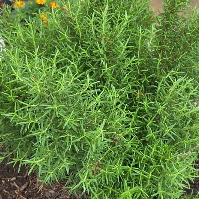 Rosemary