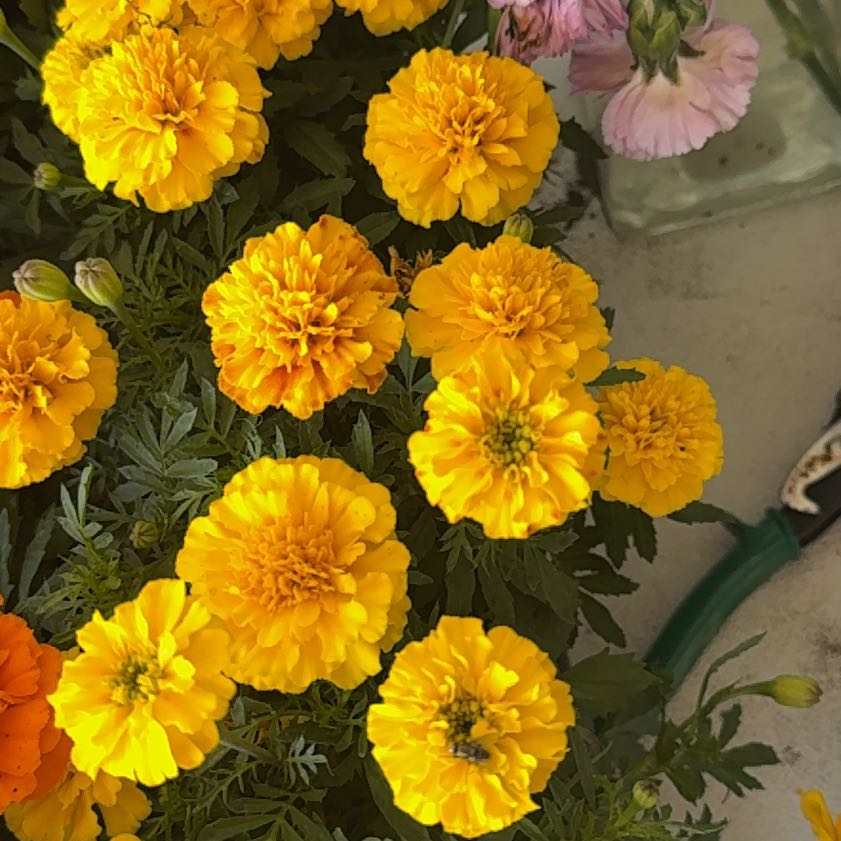 African Marigold