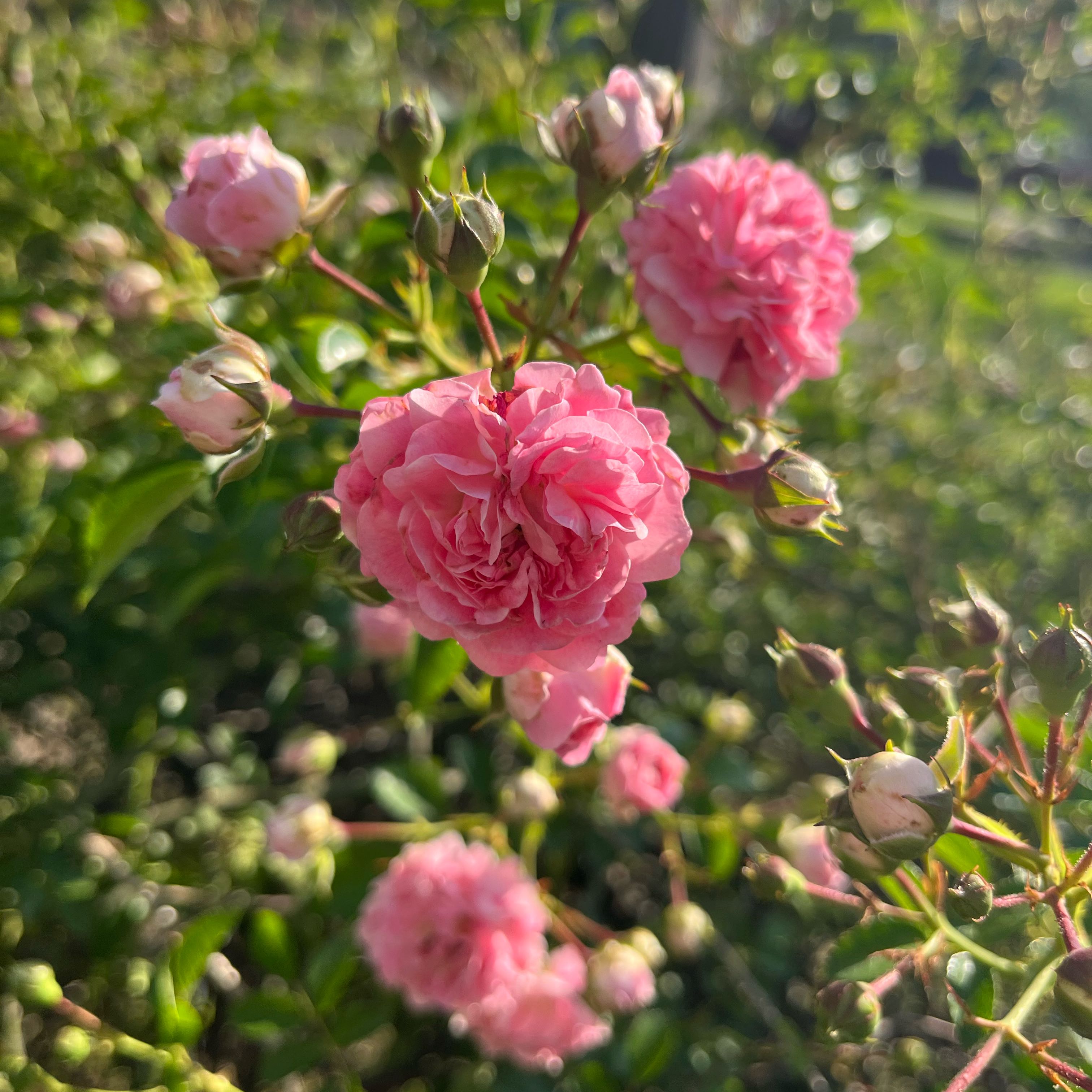 China Rose