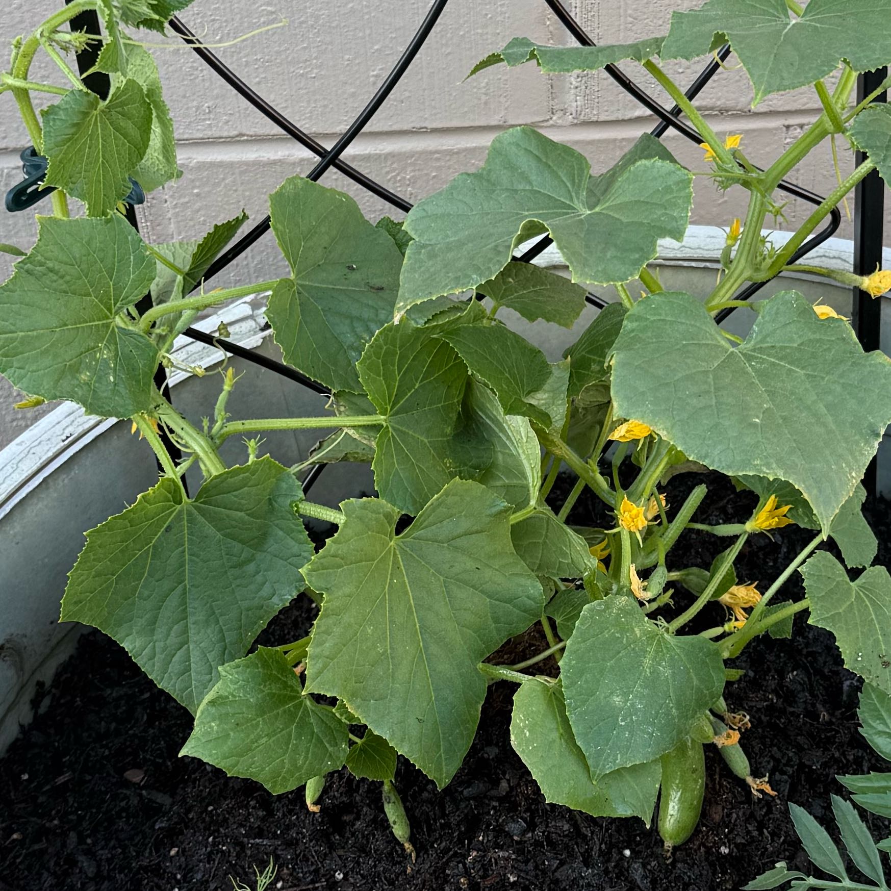 Cucumber