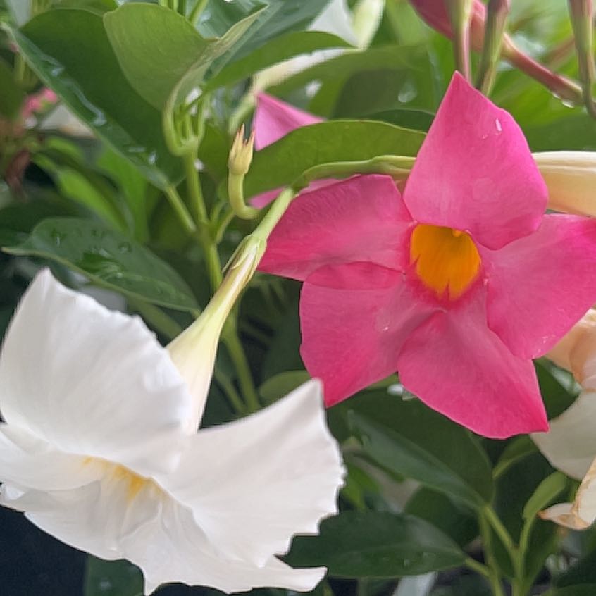 Mandevilla