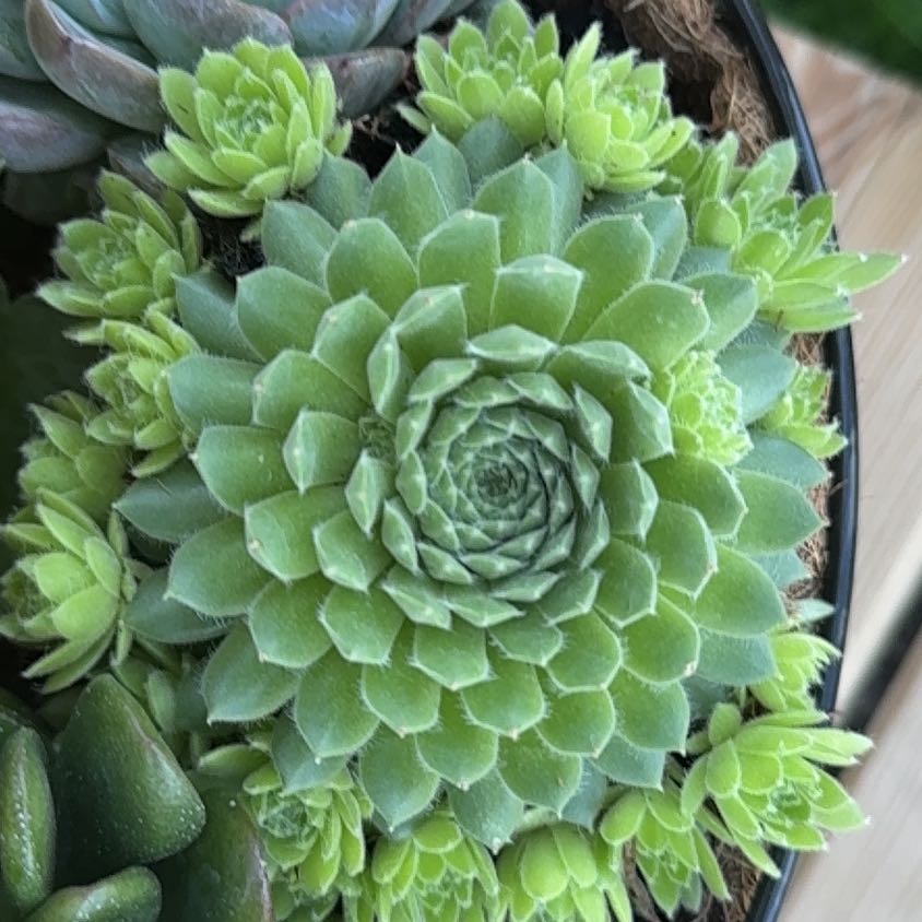 Hens and Chicks