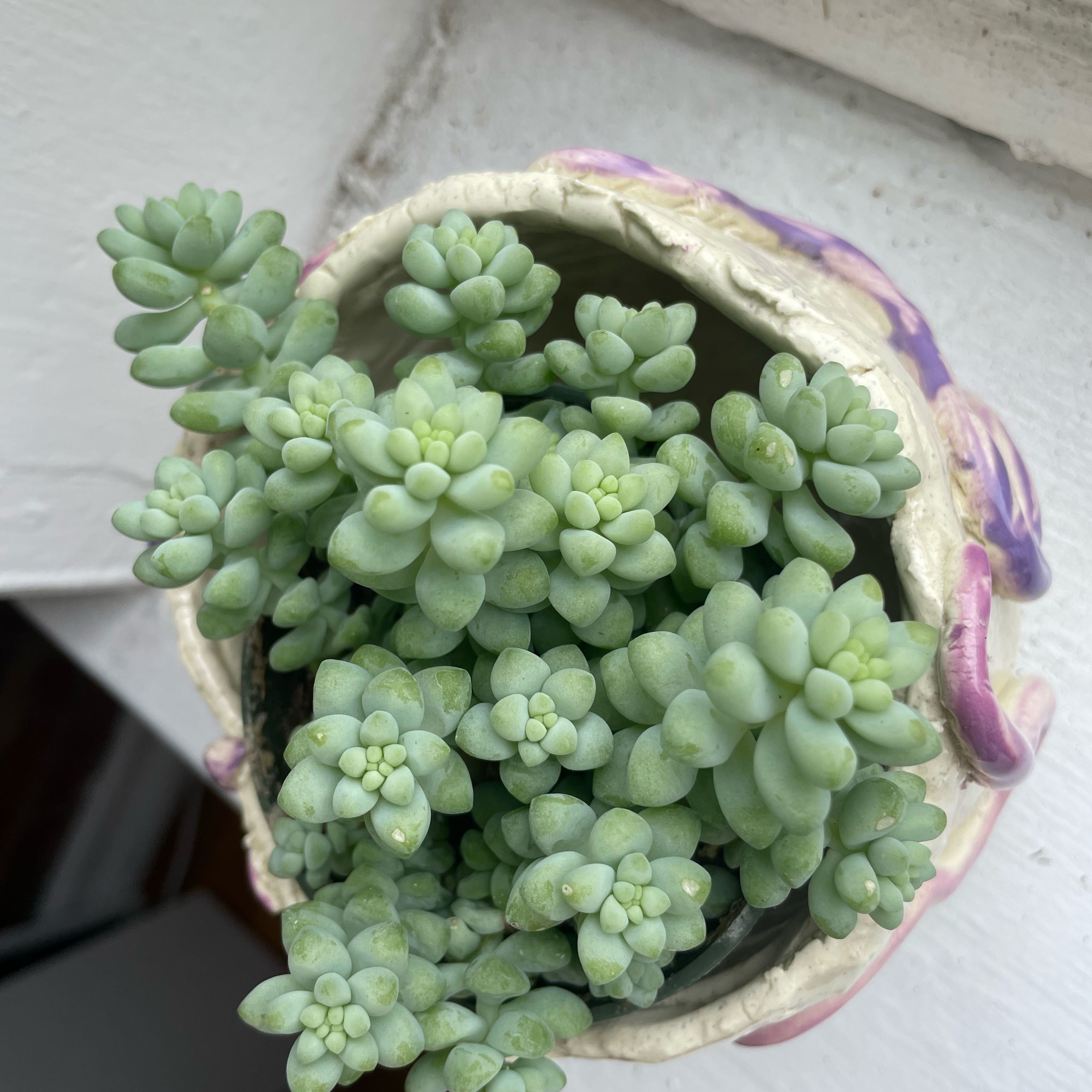 Burro's Tail