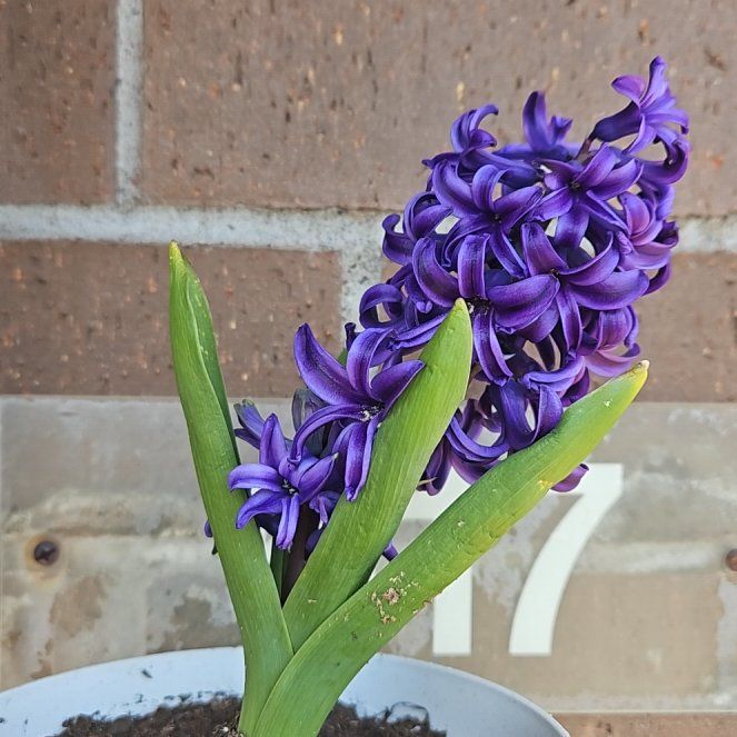 Garden Hyacinth