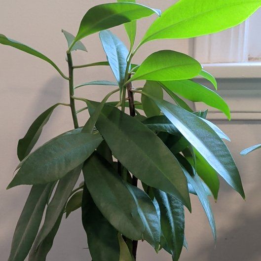 Kimberly Queen Fern