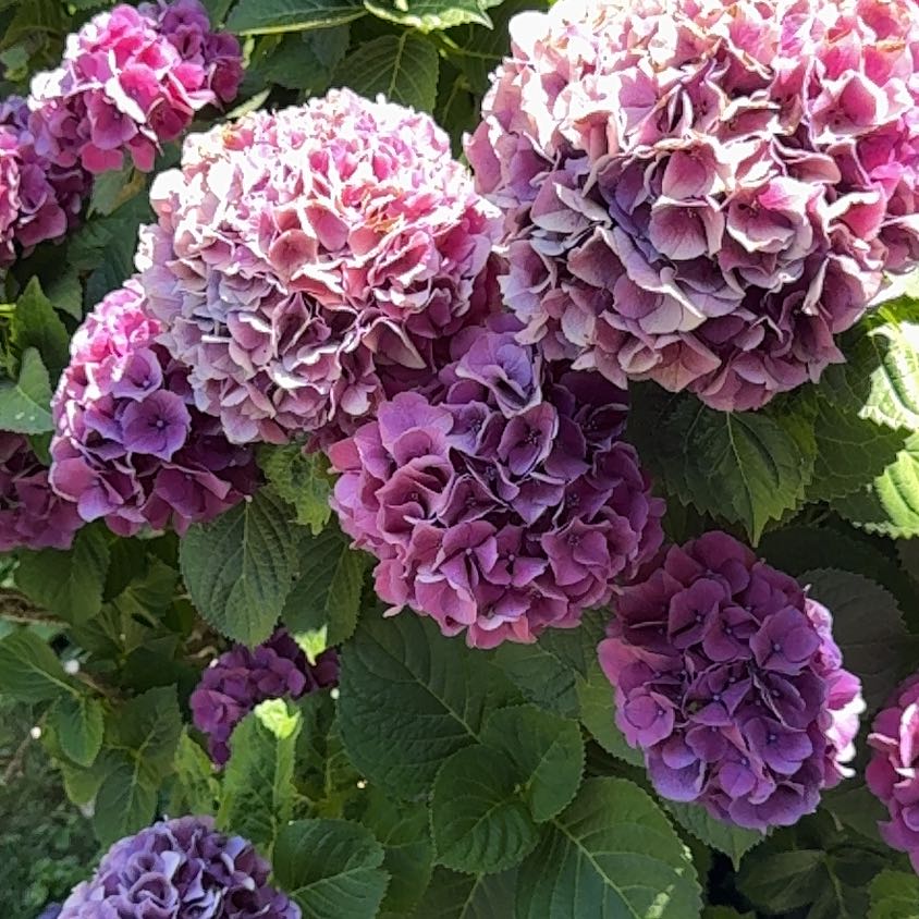 French Hydrangea