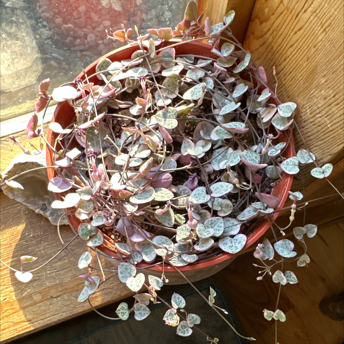 String of Hearts