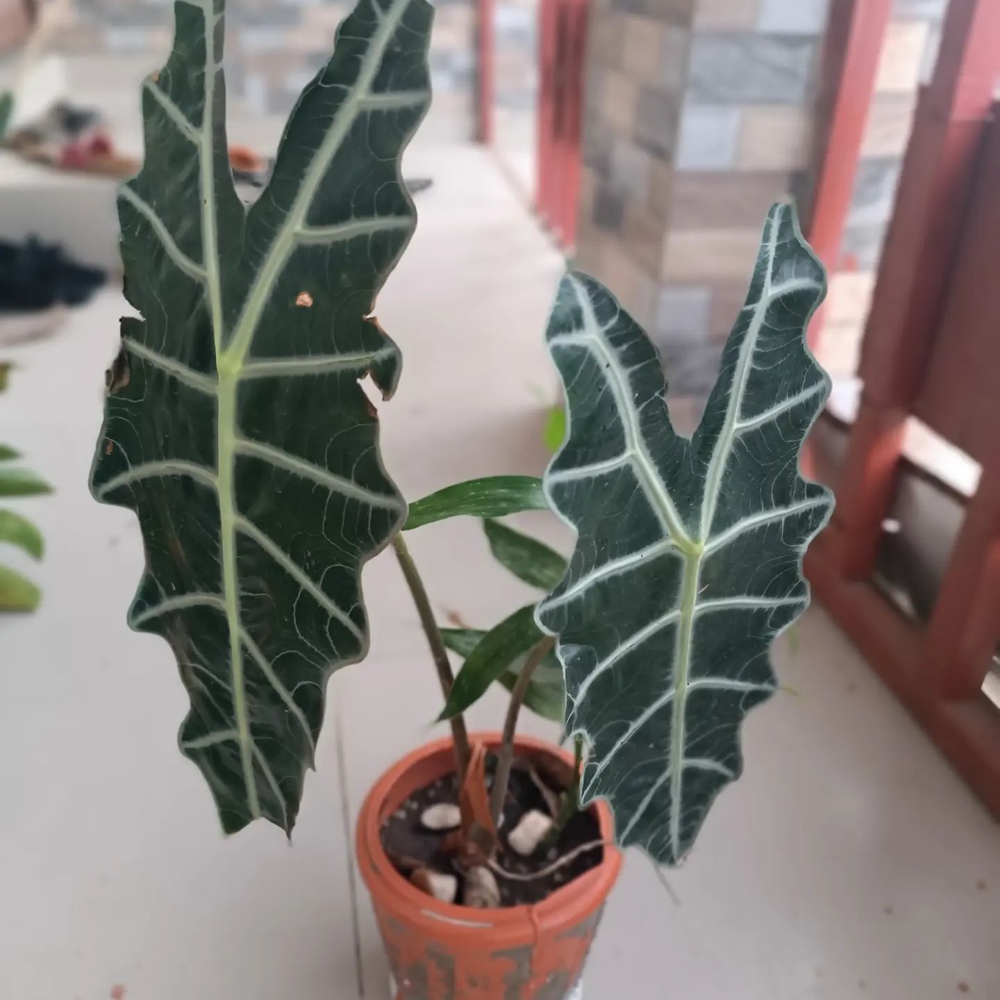 Alocasia Polly Plant