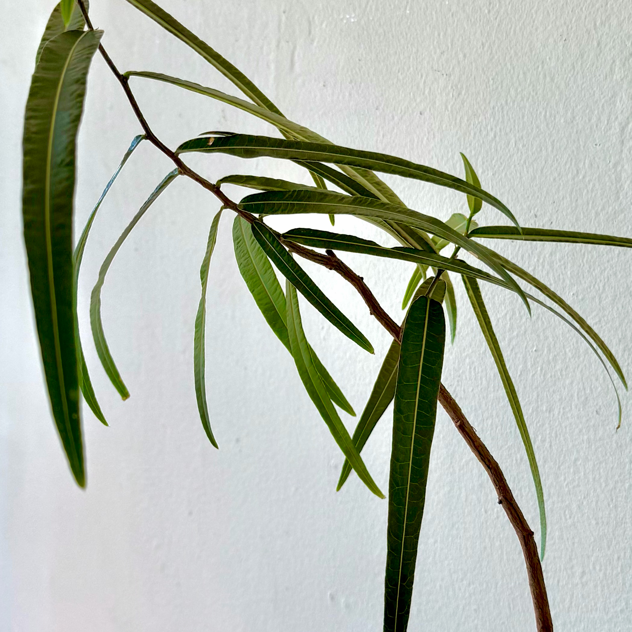 Narrow-leaved bottle tree