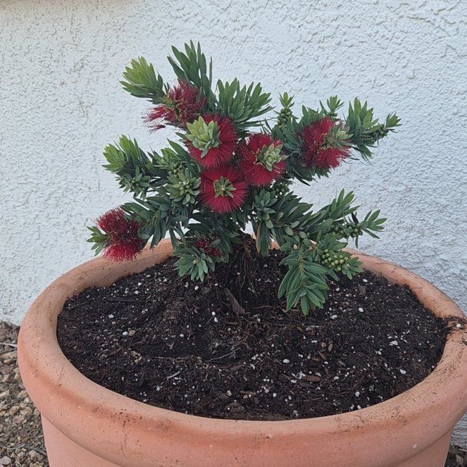 Little John Dwarf Bottlebrush