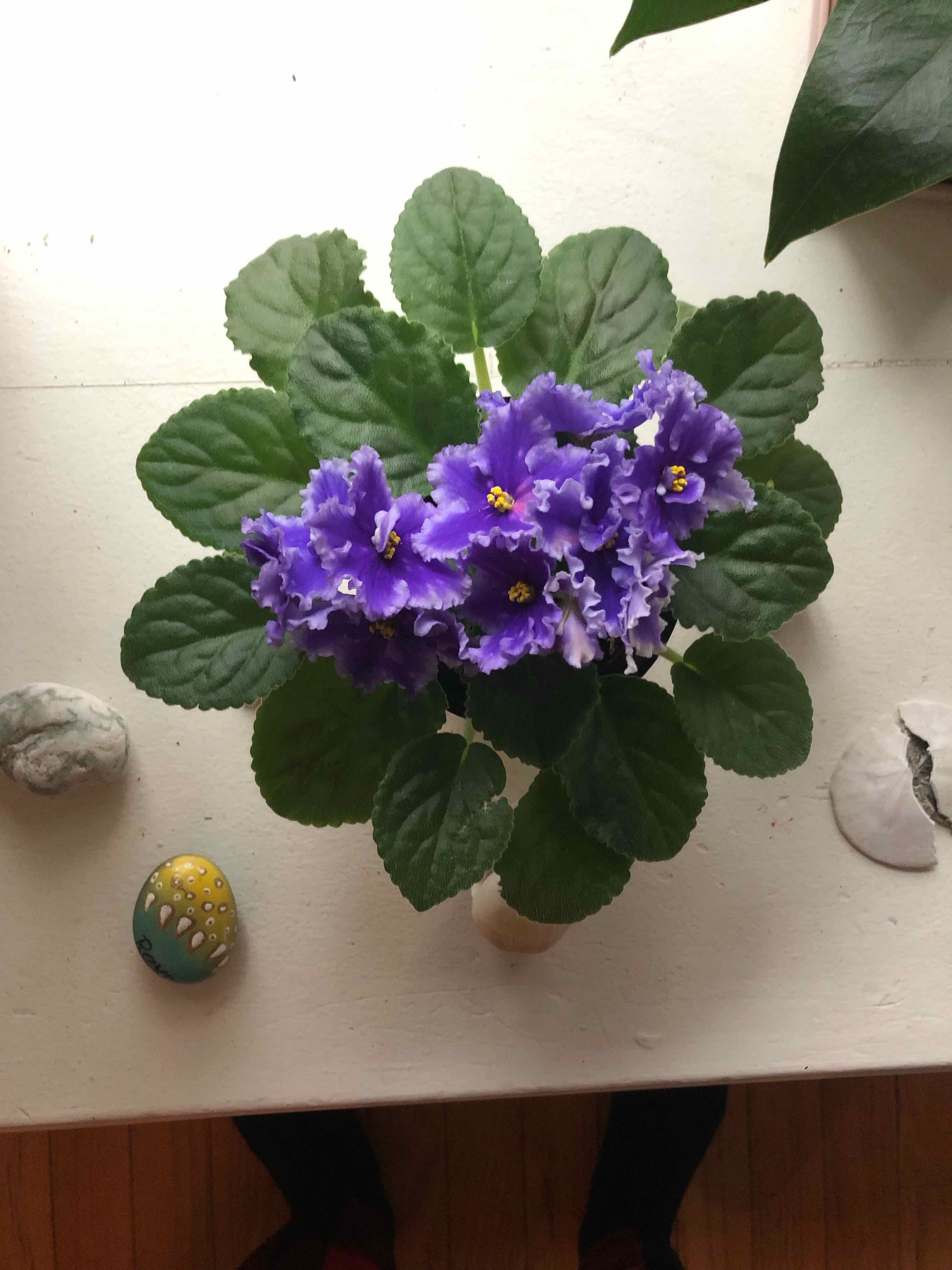African Violet