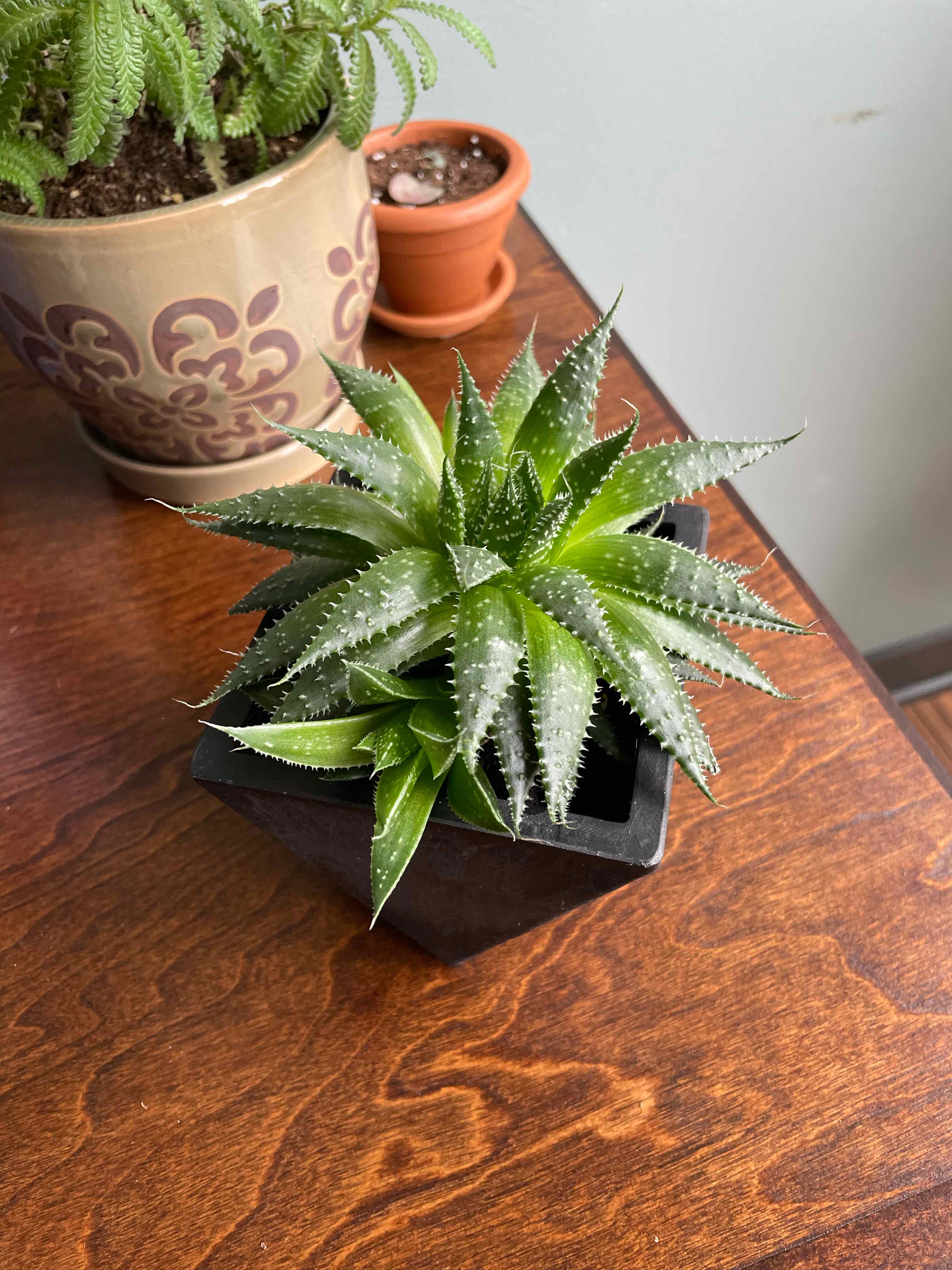 Lace Aloe