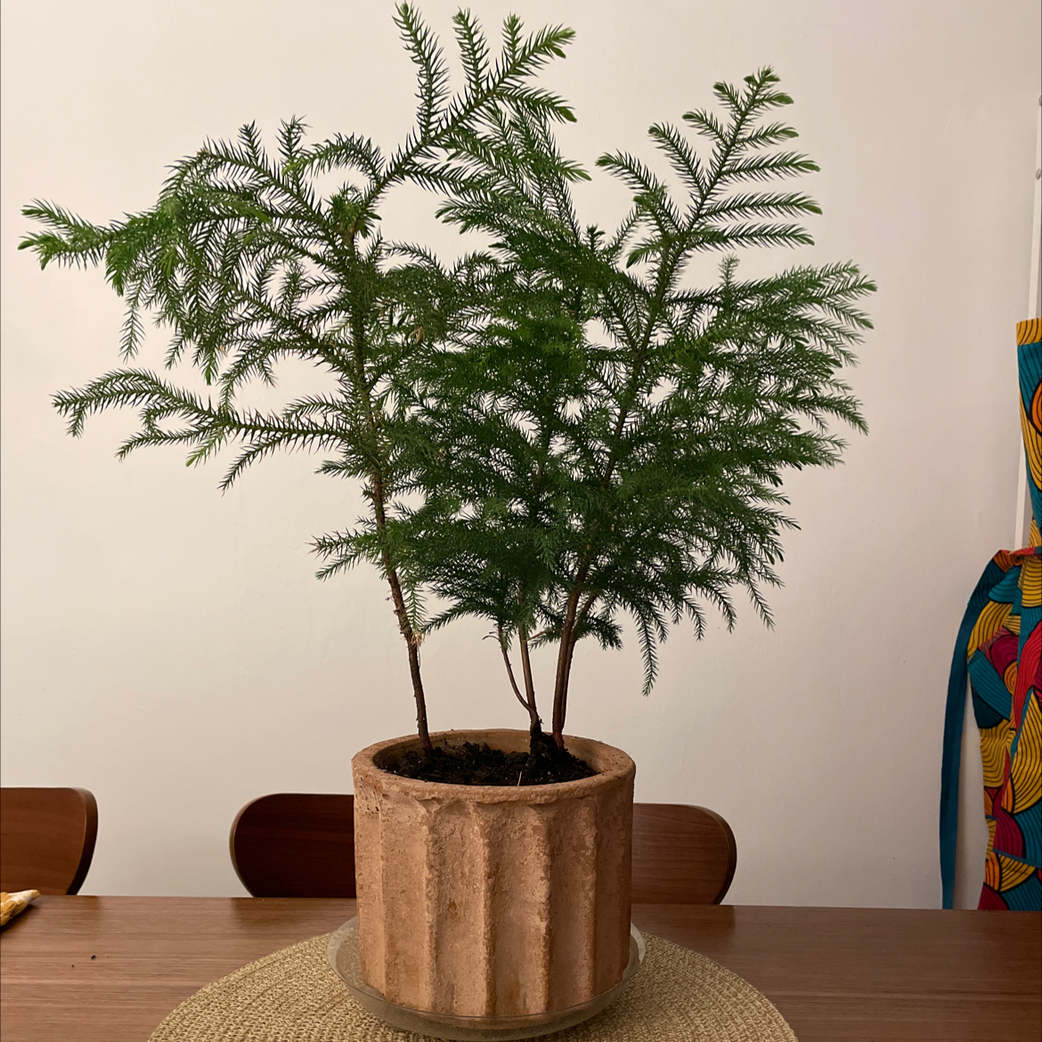 Norfolk Island Pine