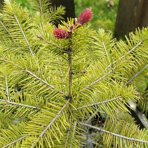 Douglas Fir