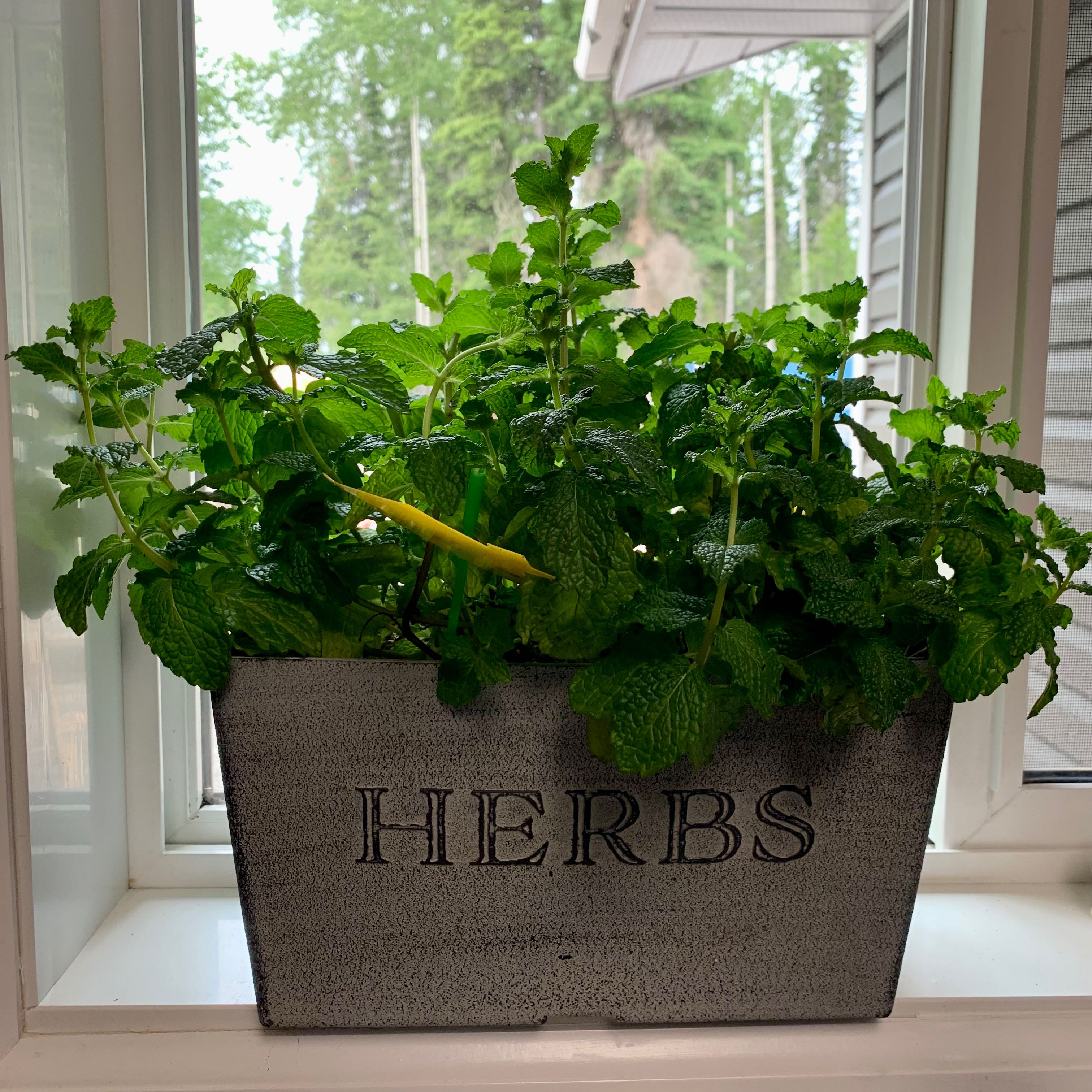 Oregano