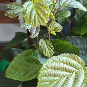 Witch Hazel