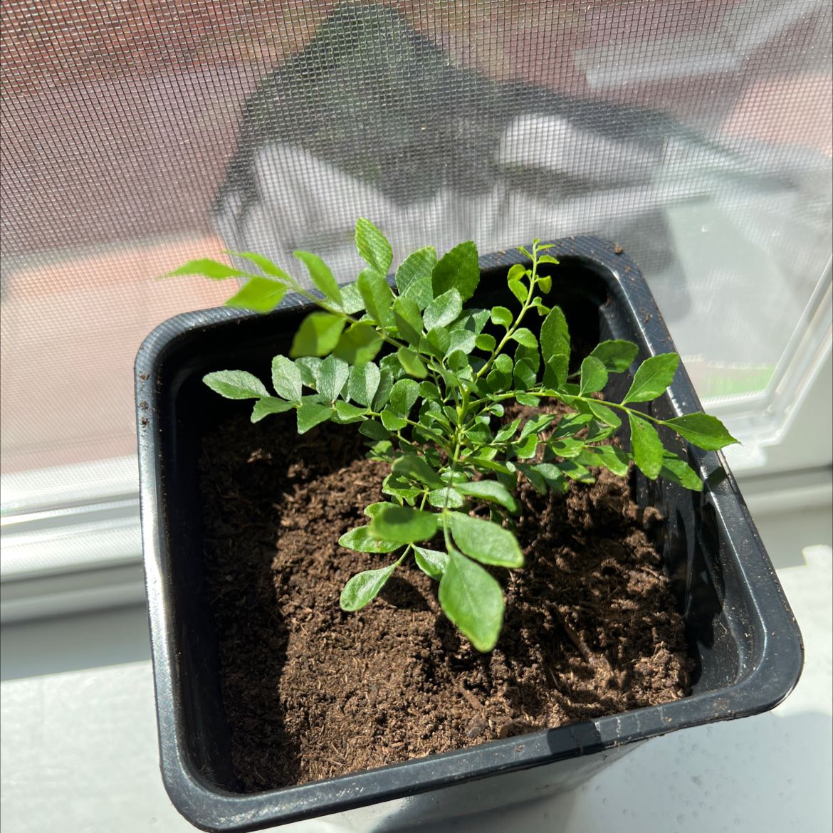 Curry Tree