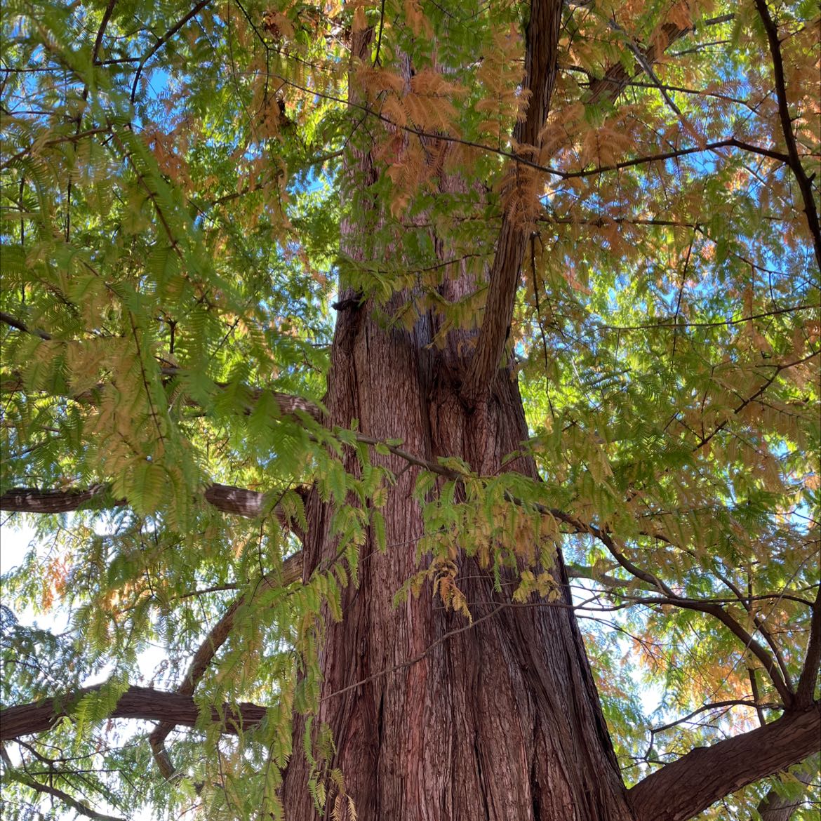 Dawn Redwood