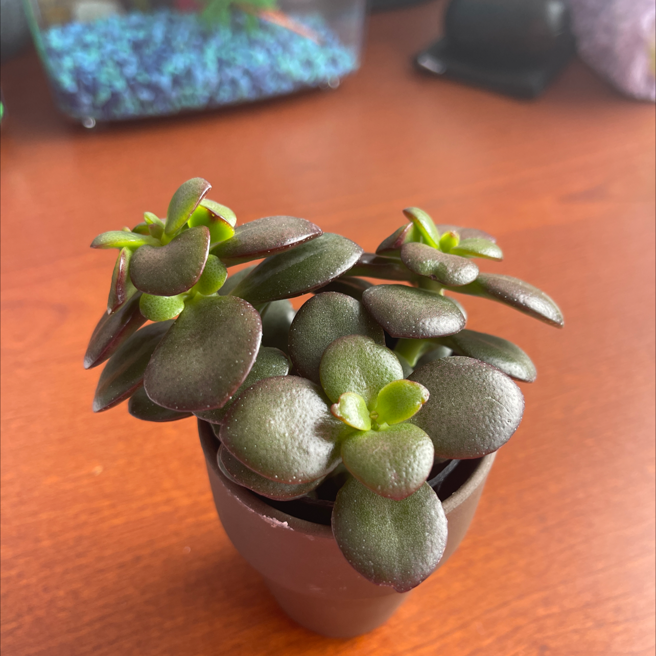 Miniature Jade Plant
