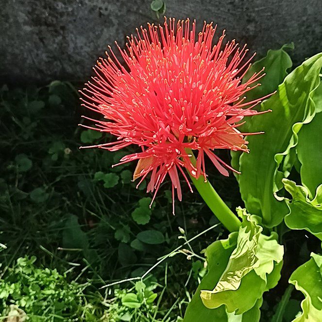 Katherine Blood-Lily