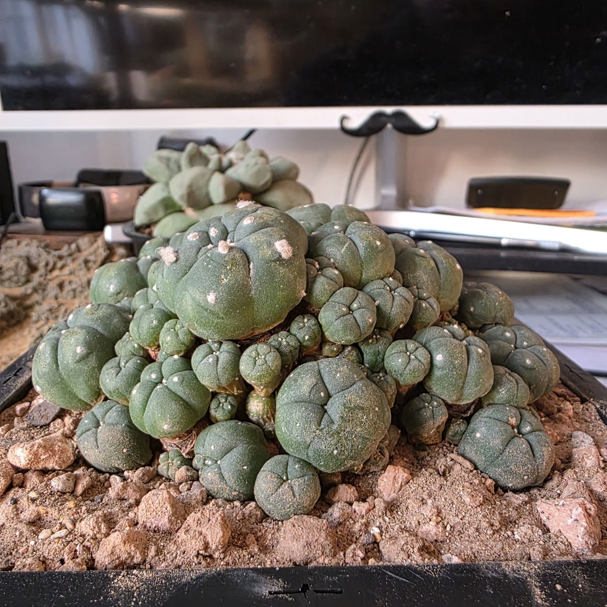 Peyote