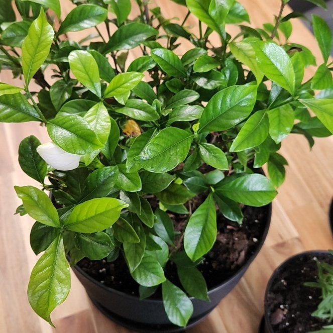 Gardenia augusta 'Florida'