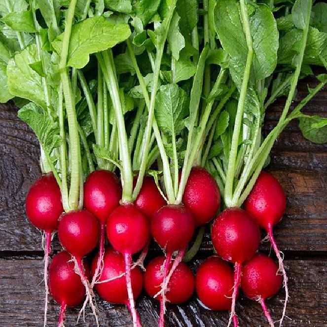 Radish
