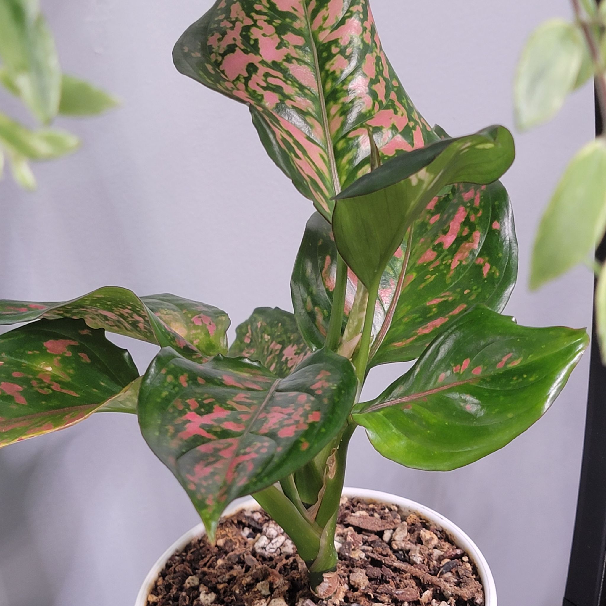 Chinese Evergreen 'Wishes'