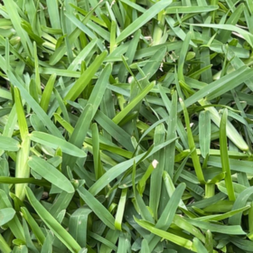 St. Augustine Grass