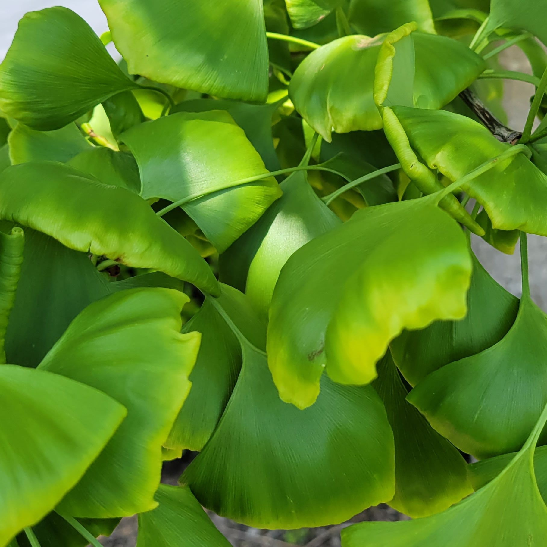 Ginkgo Tree
