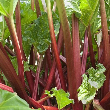 Garden Rhubarb