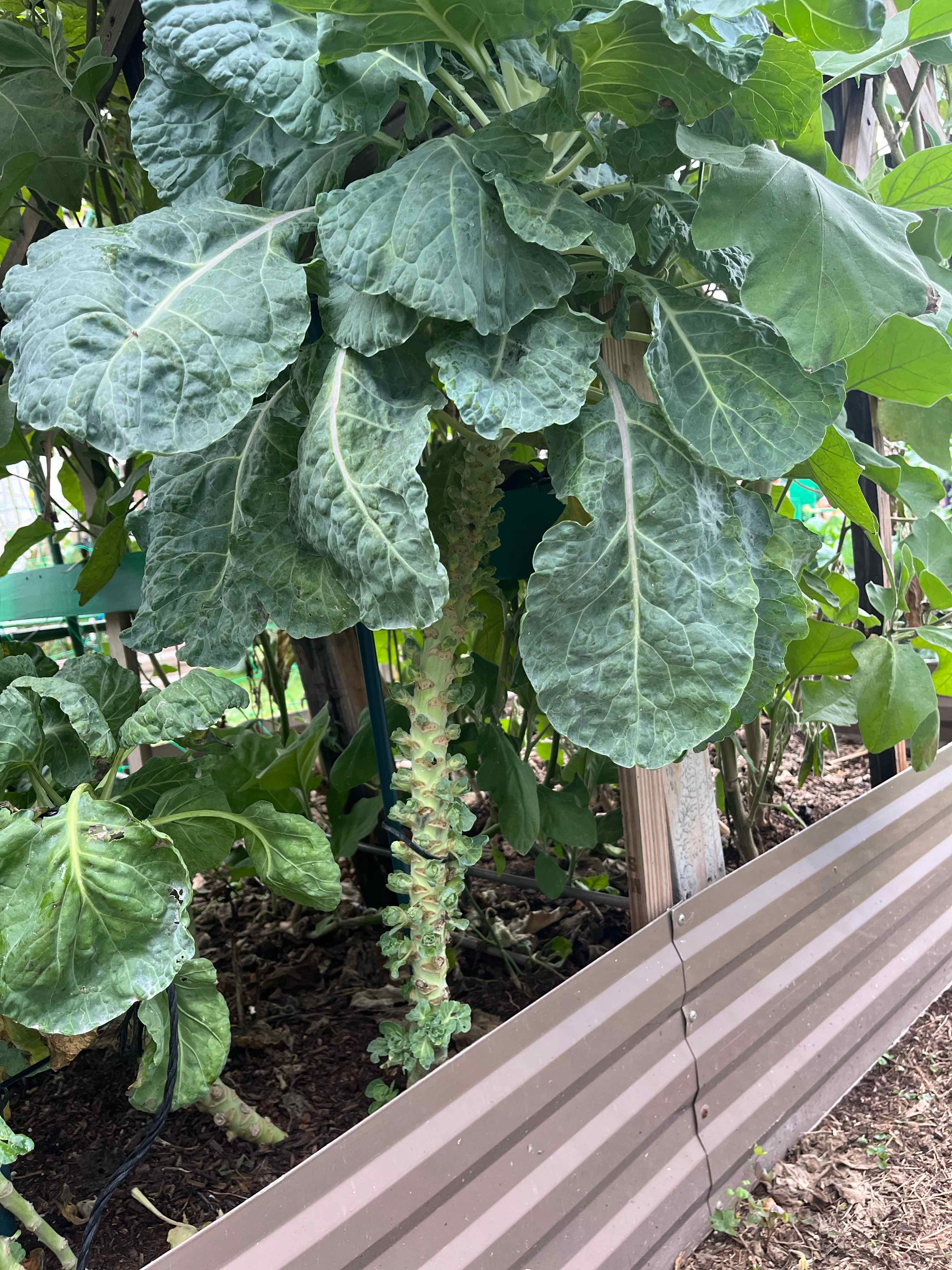 Brussel Sprout