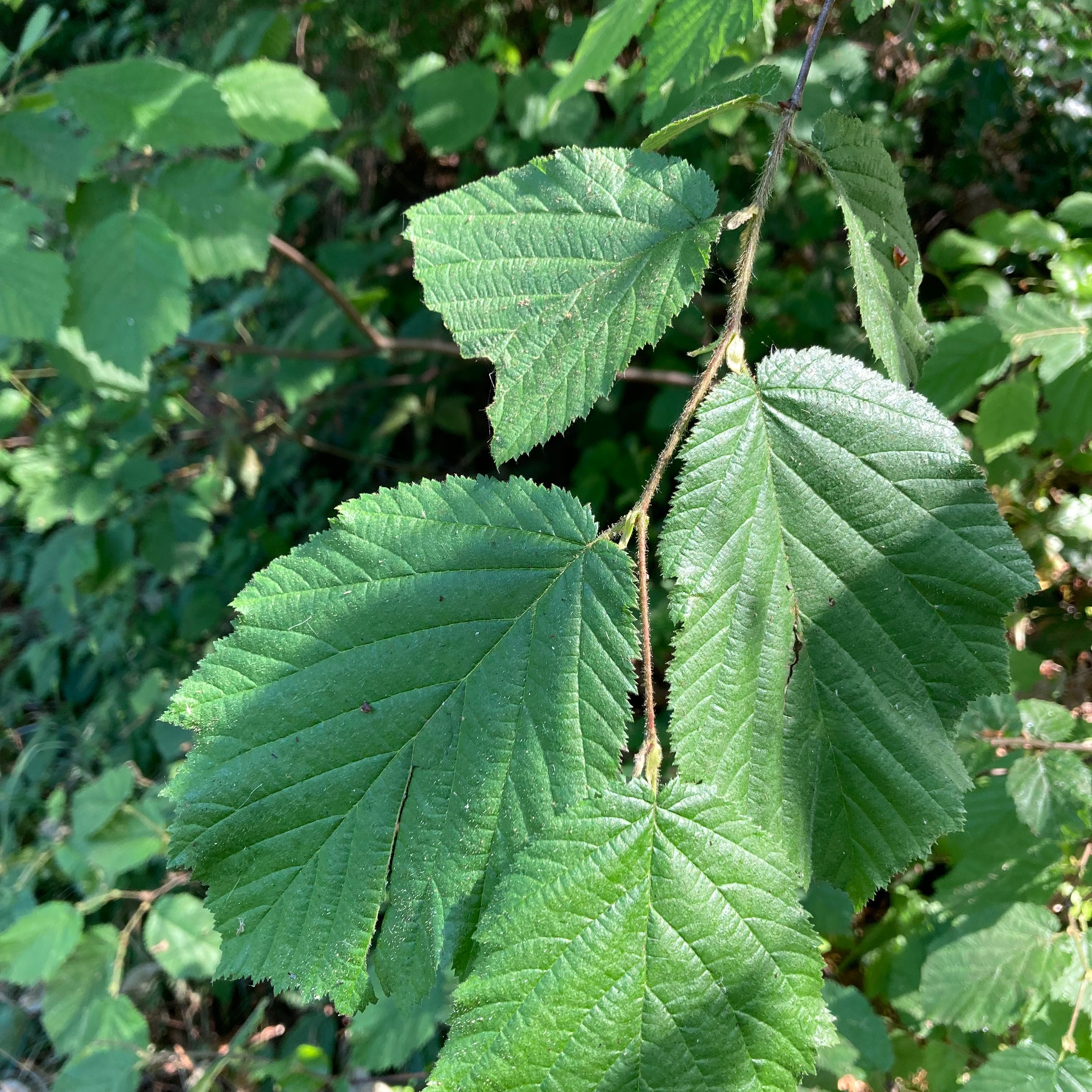 Common Filbert