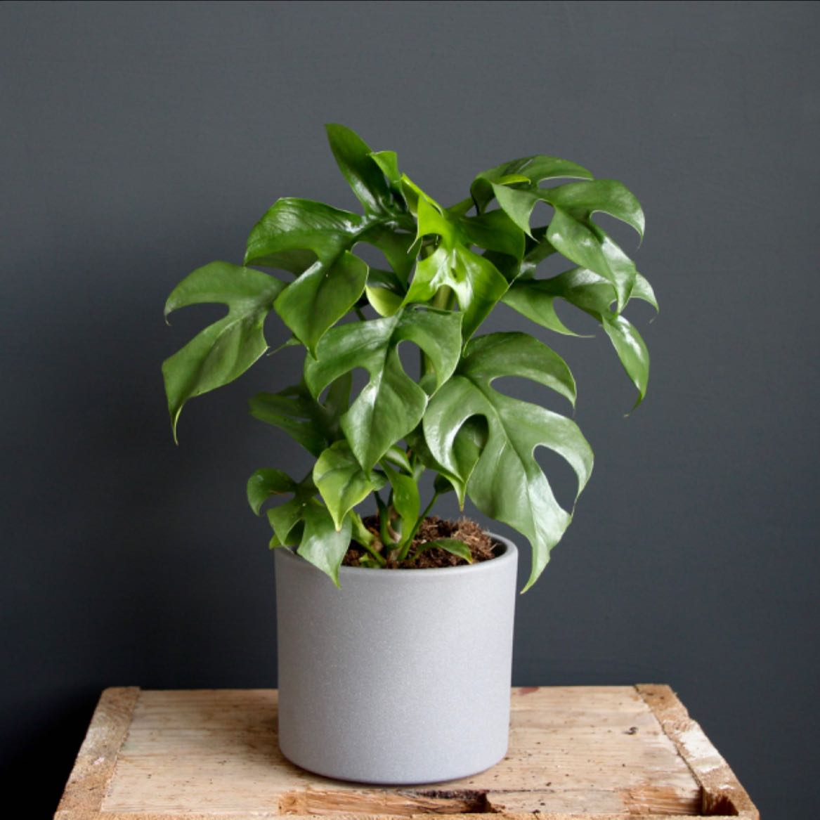 Mini Monstera