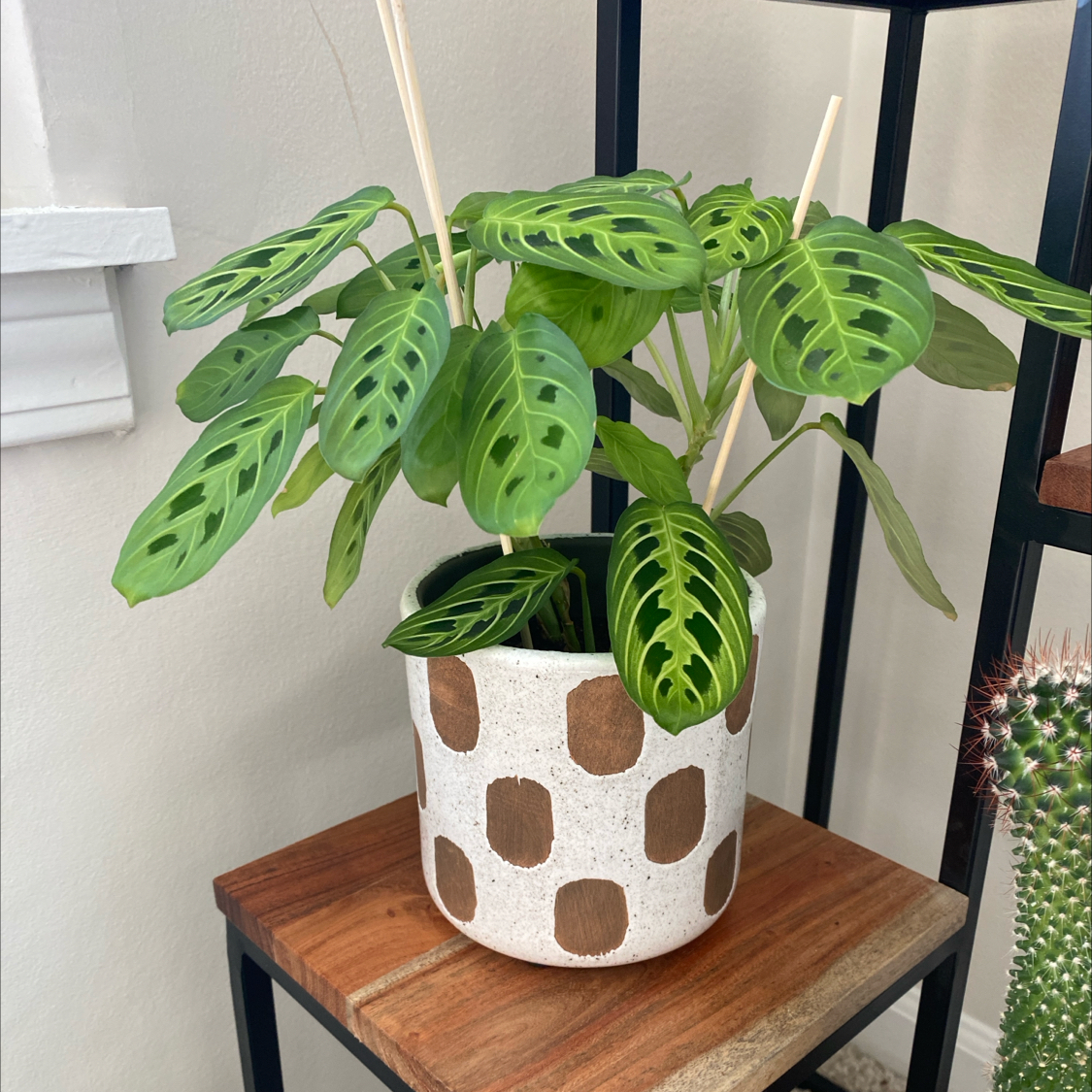 Green Prayer Plant