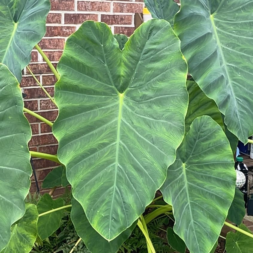 Taro