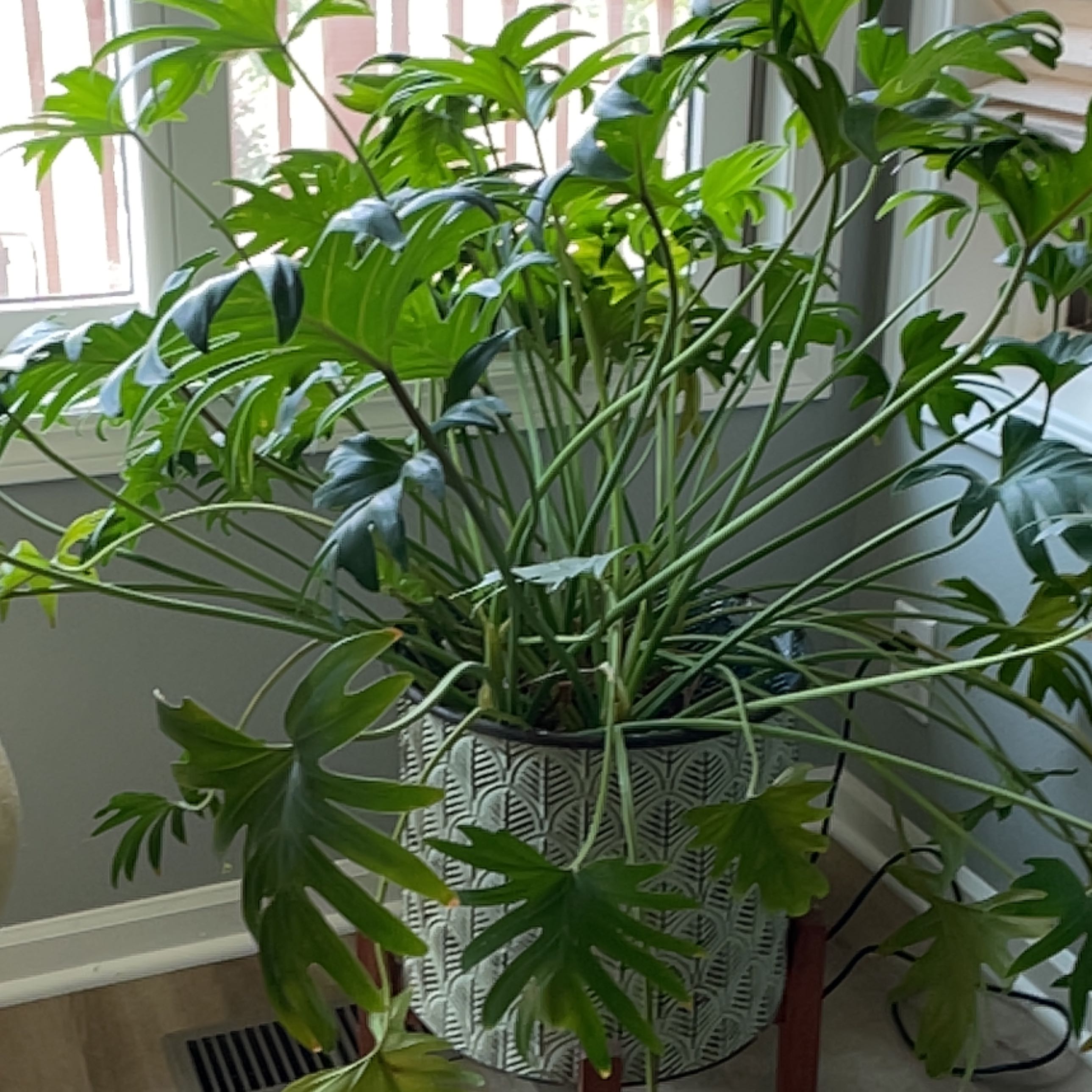 Philodendron Xanadu