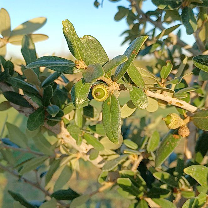 Southern Live Oak