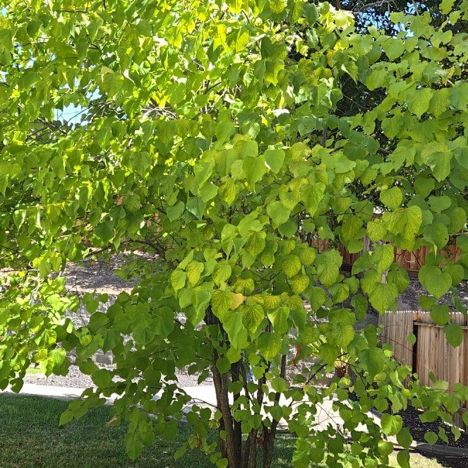Mexican Redbud
