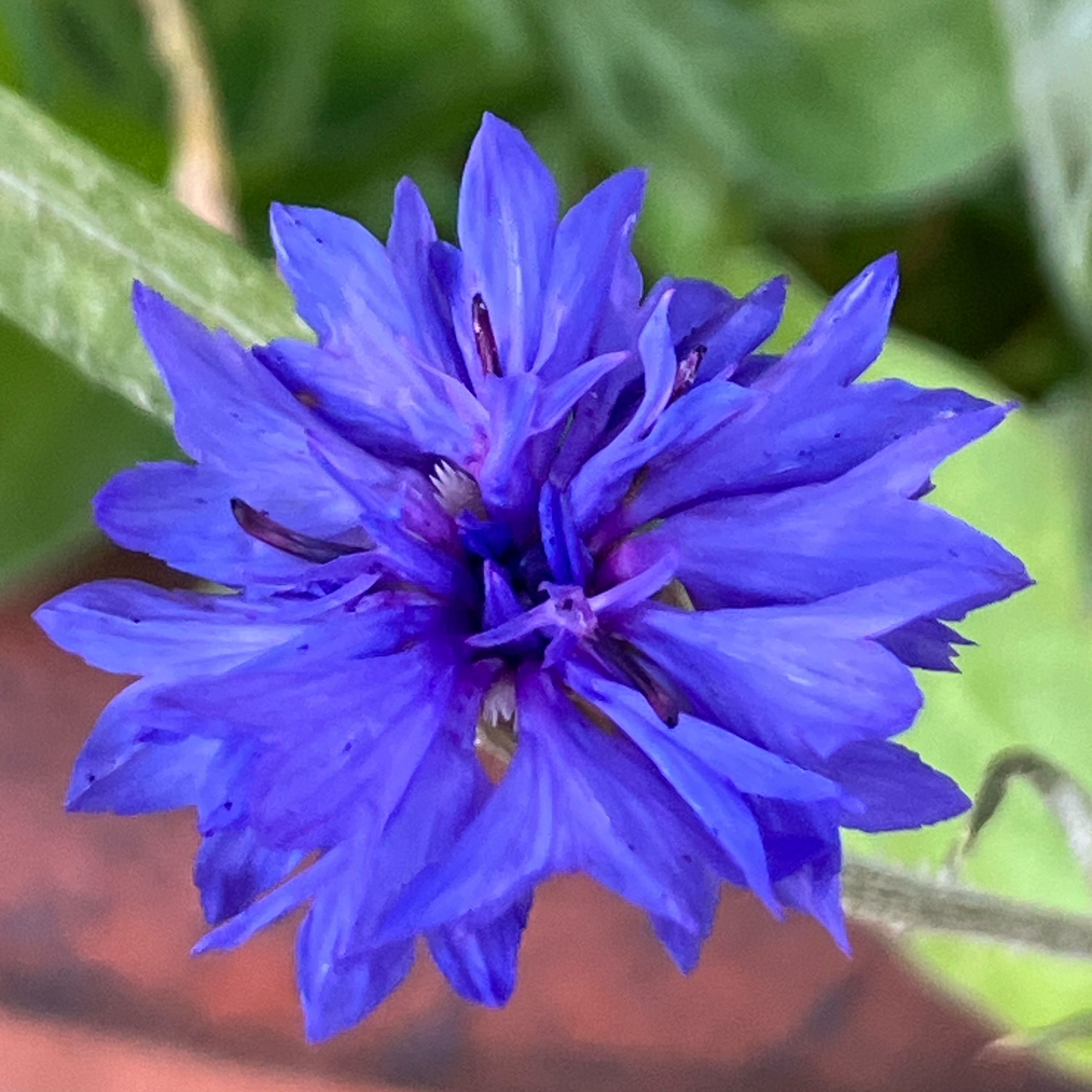 Cornflower