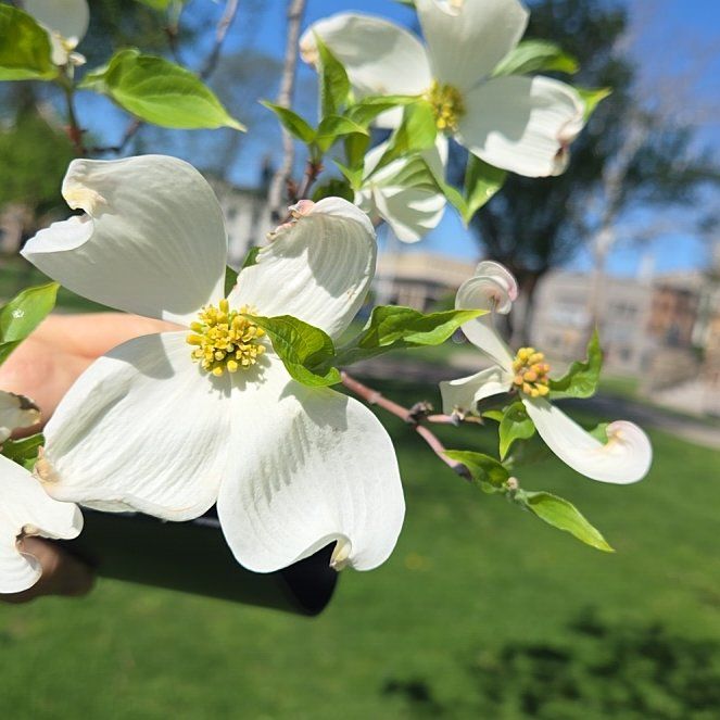 Mexican Flowering Dogwood