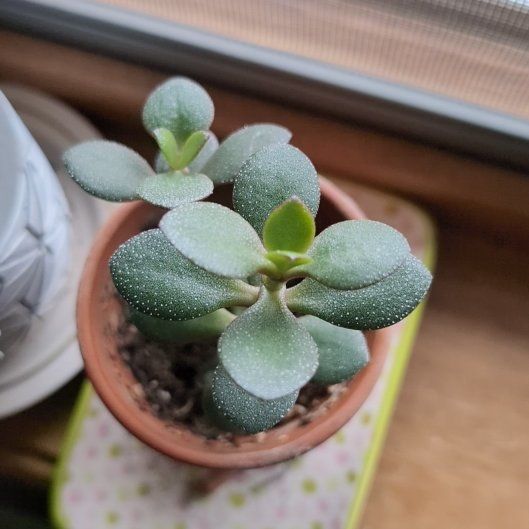 Jade