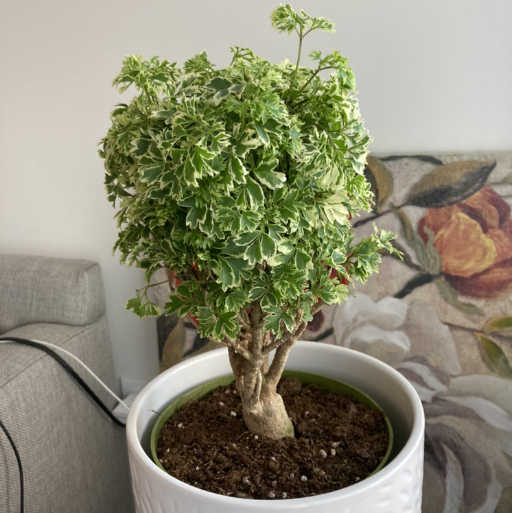 Ming Aralia